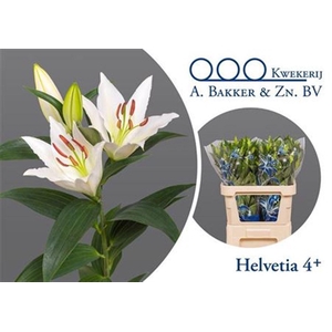 Li Or Helvetia
