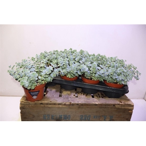 Sedum Sieboldii