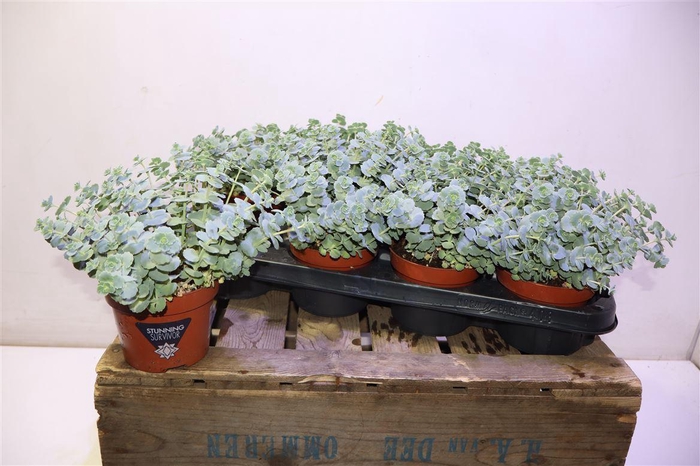 <h4>Sedum Sieboldii</h4>