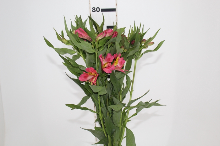 <h4>ALSTROEMERIA ALYNA 080 CM</h4>