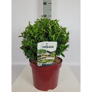 Ilex max. Impala® Ball (Kugel) C5 20-25