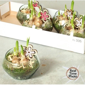 ARR NARCISSUS GLASS X5