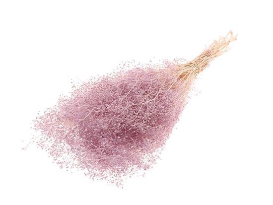 Bunch Gypsophila Pres. 100g L40/50