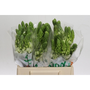 Ornithogalum Thyrsoides Milky Way
