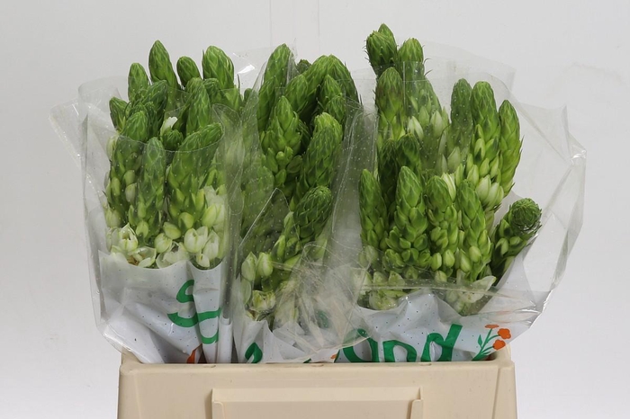 <h4>Ornithogalum Thyrsoides Milky Way</h4>