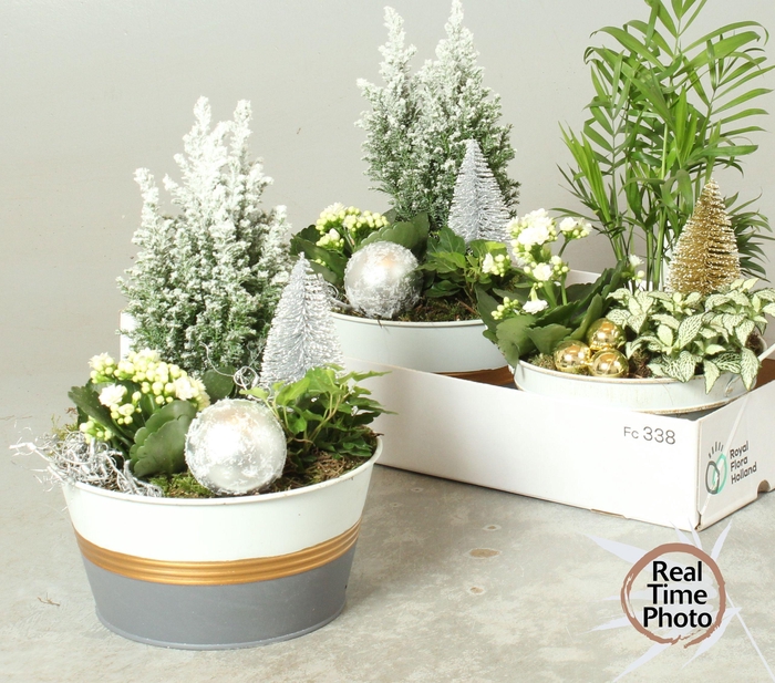 <h4>Arr Kamerpl</h4>