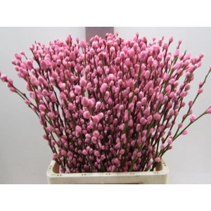 SALIX KATJE ROSE L70