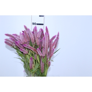 CELOSIA RABO DE GATO ROSA CLARO