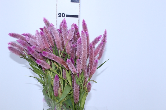 CELOSIA RABO DE GATO ROSA CLARO