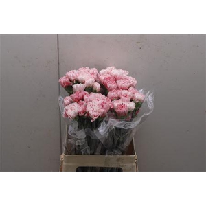 Di St Merletto Rosa