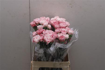 <h4>Di St Merletto Rosa</h4>
