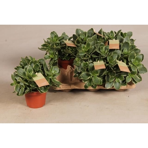 Kalanchoe Bl Debora