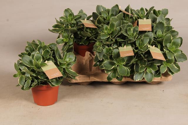 Kalanchoe Bl Debora