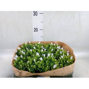 Campanula porten. 'Get Mee White'