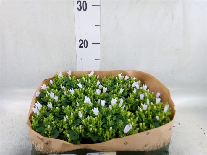 <h4>Campanula porten. 'Get Mee White'</h4>