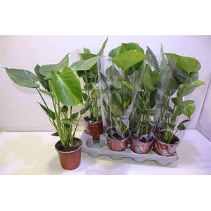 arr8 Monstera Deliciosa