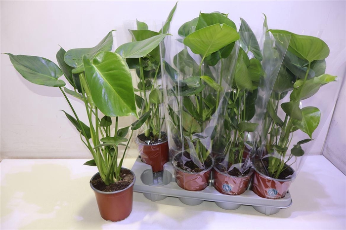 <h4>arr8 Monstera Deliciosa</h4>