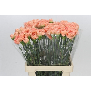 Dianthus St Megan