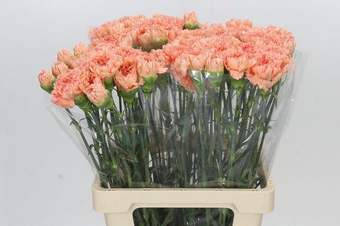 <h4>Dianthus St Megan</h4>