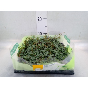 Pilea glaucophylla 'Greyzy'