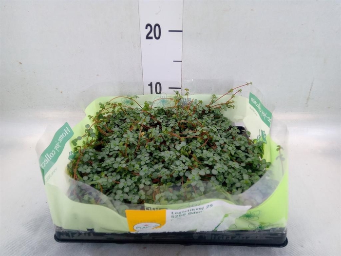 <h4>Pilea glaucophylla 'Greyzy'</h4>