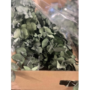 GESTABILISEERD EUC STUARTIANA GROEN