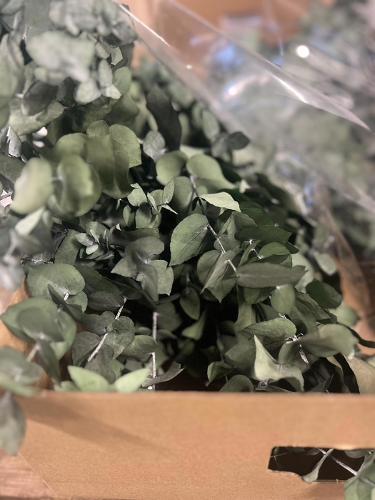 <h4>GESTABILISEERD EUC STUARTIANA GROEN</h4>