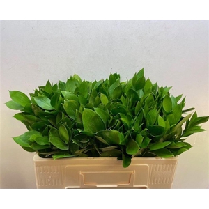 RUSCUS HYPOPHYLLUM