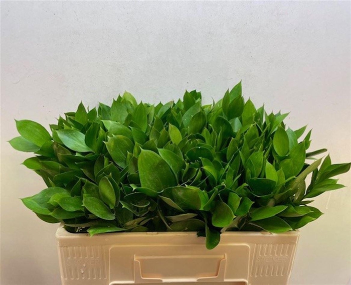 <h4>RUSCUS HYPOPHYLLUM</h4>