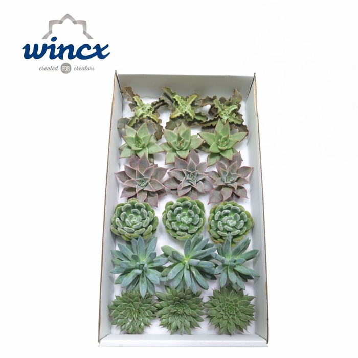 <h4>Echeveria Ov</h4>