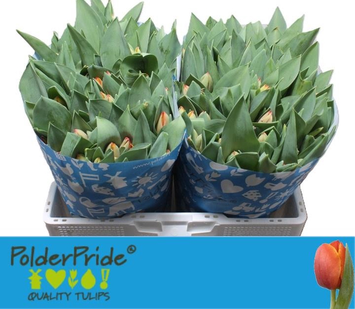 <h4>TU EN AD REM</h4>