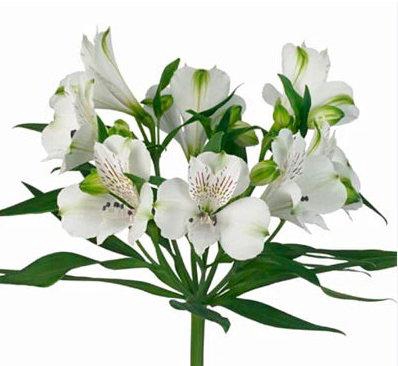 <h4>ALSTR WHITE</h4>