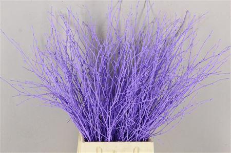 <h4>Berk Kort Milka</h4>