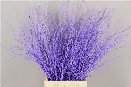 <h4>Berk Kort Milka</h4>