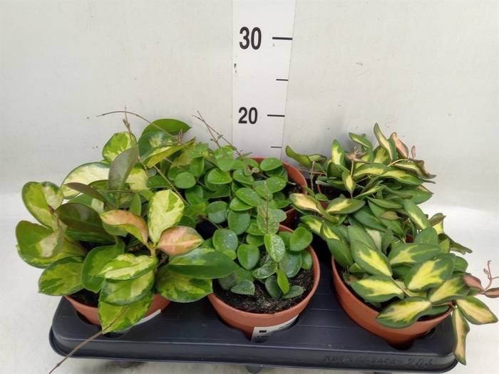 <h4>Hoya carnosa</h4>