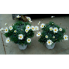 Anthemis punctata subsp. cupaniana