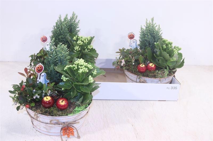 <h4>ARR TUINPLANTEN</h4>