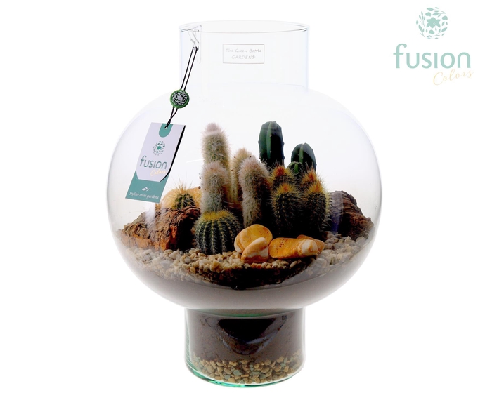 <h4>Green Bottle Laura Large met Cactussen arrangement</h4>