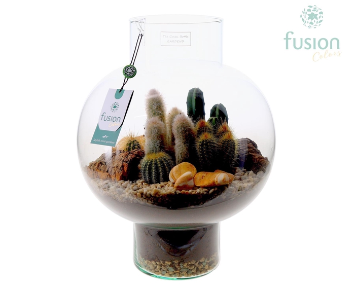 <h4>Green Bottle Laura Large met Cactussen arrangement</h4>