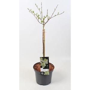 Hydrangea paniculata 'Phantom' op stam - 23 cm