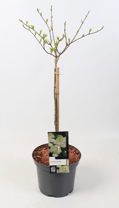 <h4>Hydrangea paniculata 'Phantom' op stam - 23 cm</h4>