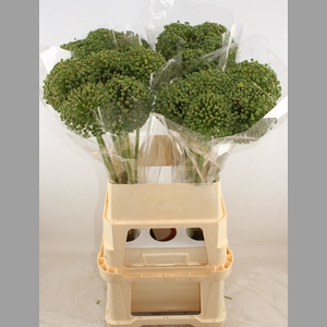 ALLIUM ZAADBOLLEN