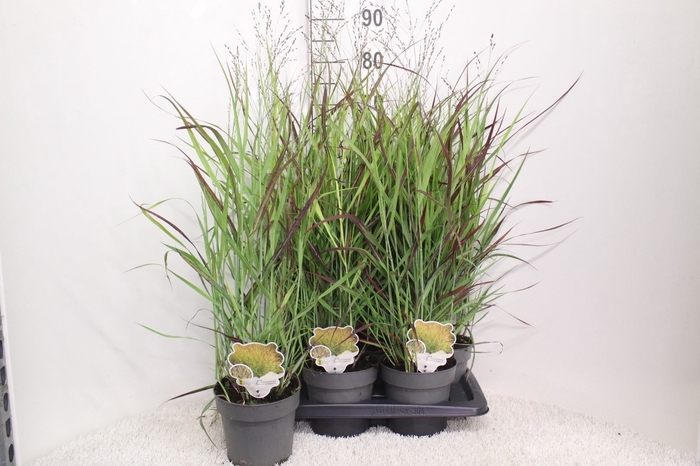 <h4>Panicum virgatum</h4>