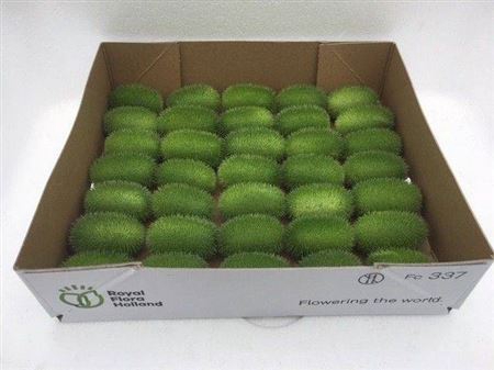 <h4>Sier Cucumis Maureen X35 Hol</h4>