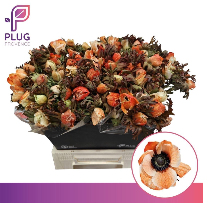 <h4>Anem Klbh Oranje</h4>