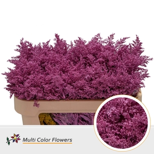 Solidago   ...colored  H%