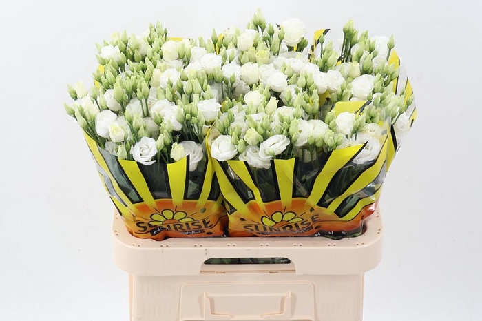 <h4>Eus G Rosi White</h4>