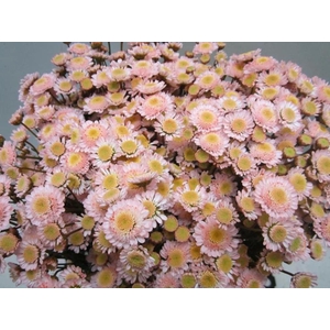 Chr T Stallion Sweet Roosvice