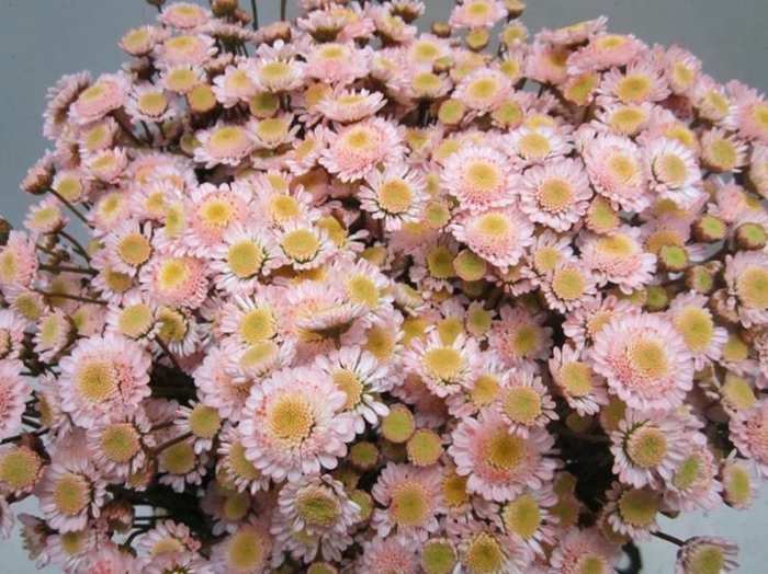 <h4>Chr T Stallion Sweet Roosvice</h4>