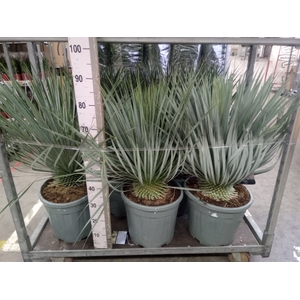 Yucca rostrata